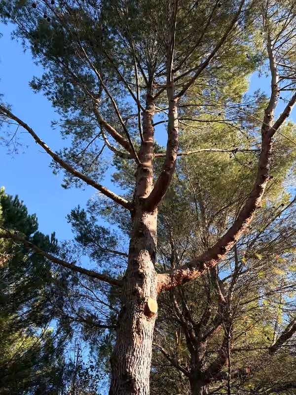 Après — Élagage d'un grand pin : remontée de couronne