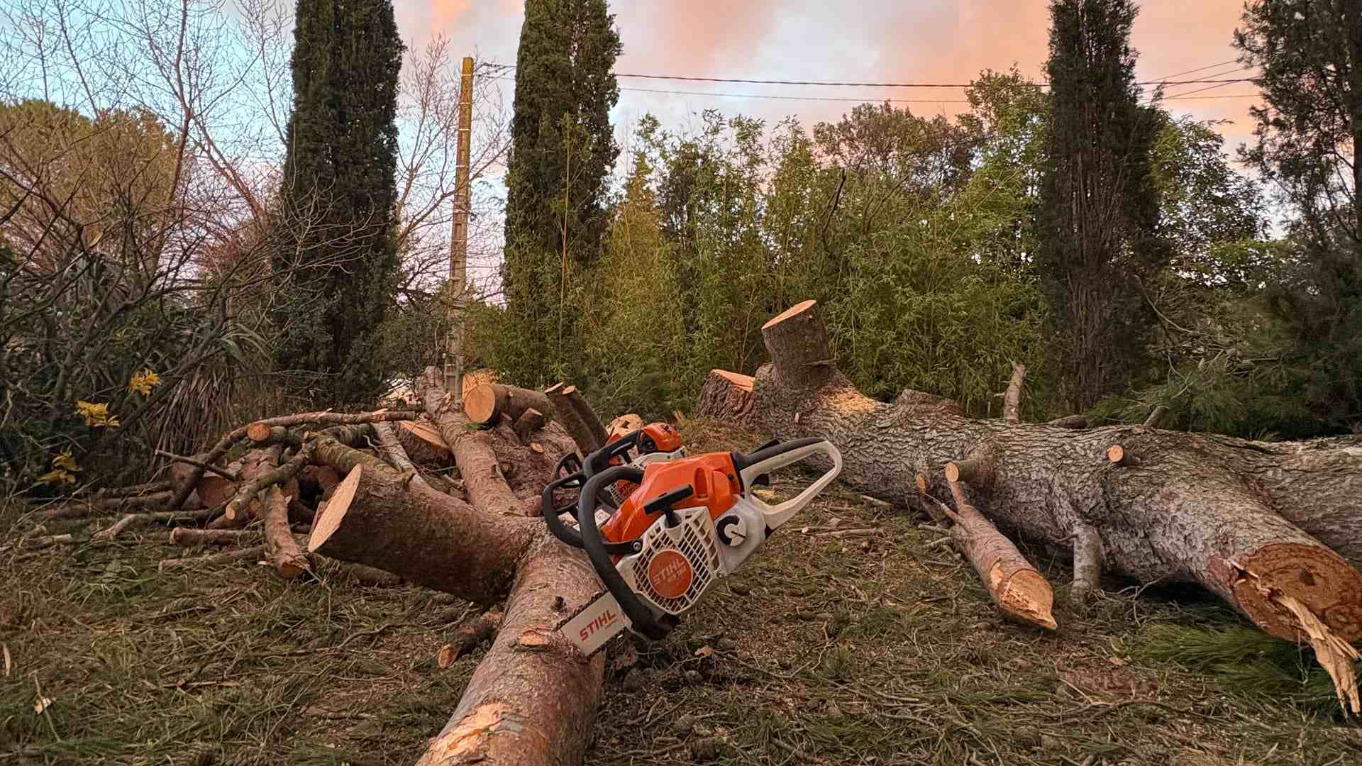 Fin de chantier d'élagage à Rochefort-du-Gard : tronçonneuses posées sur le tronc débité au couchant, sections de bois devant une haie de cyprès