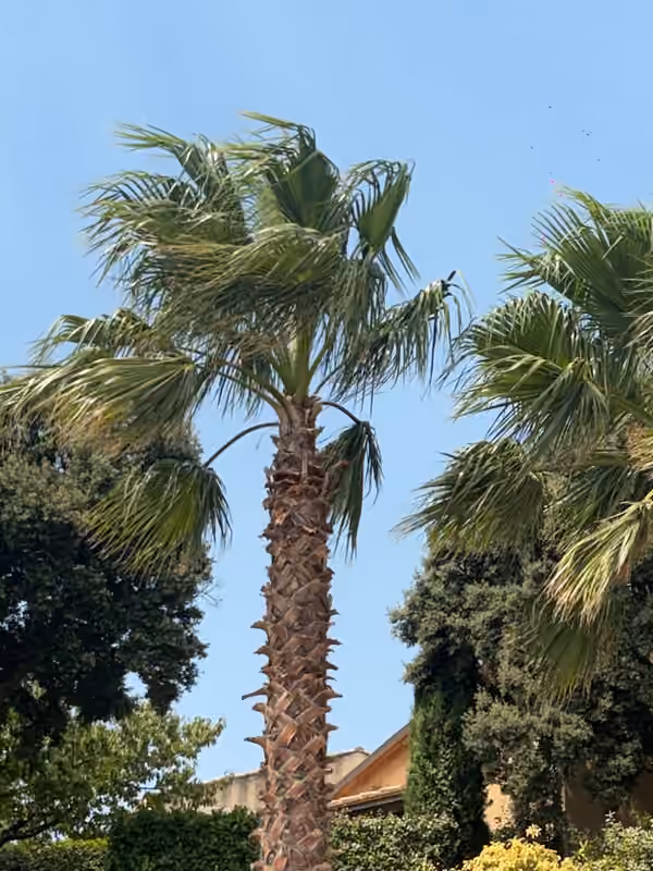 Deux palmiers taillés en bord de terrasse à Tavel : couronnes nettoyées, stipes dégagés
